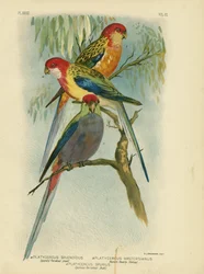 Splendid Parakeet, 1891